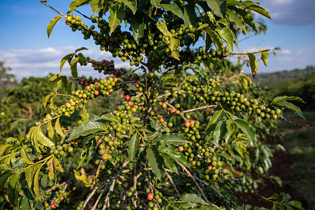 Coffee cherries on tree