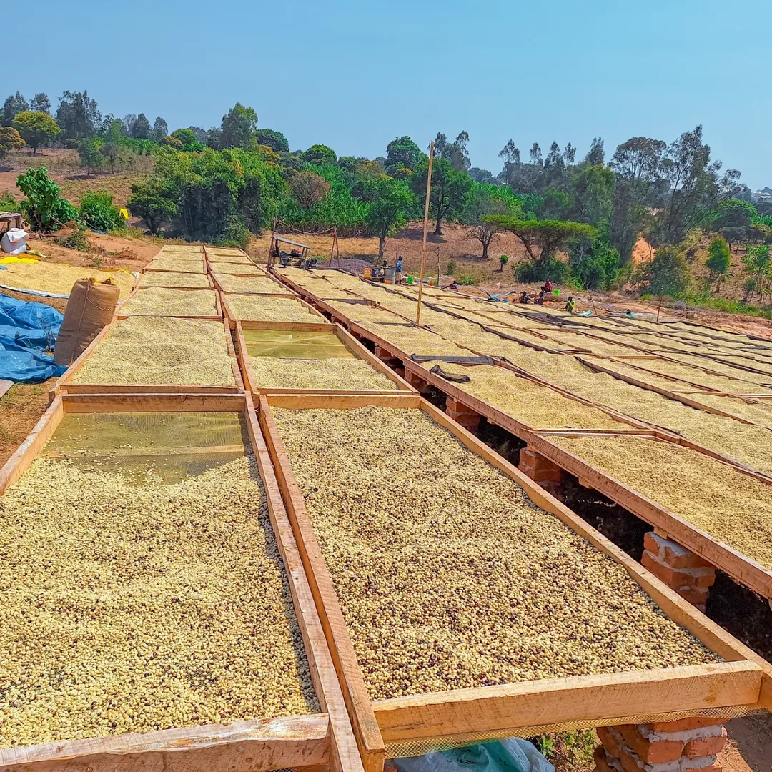 Coffee beans drying on raised beds